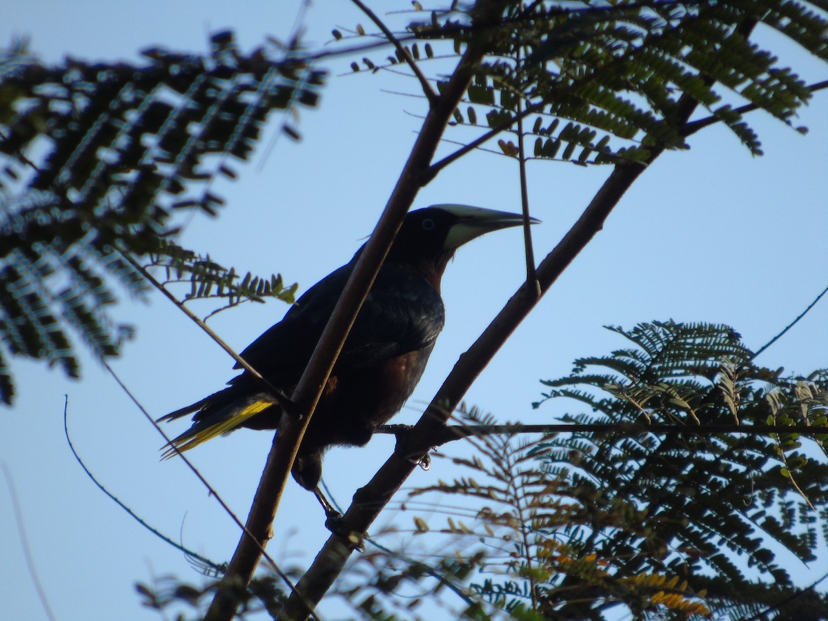 Chestnut-headed Oropendola - ML103268541