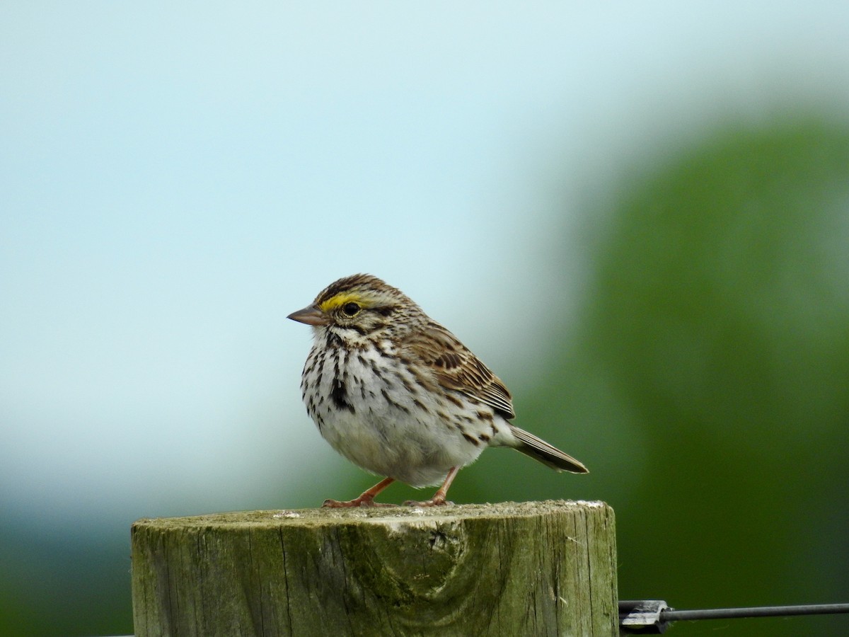 Savannah Sparrow - Gustino Lanese