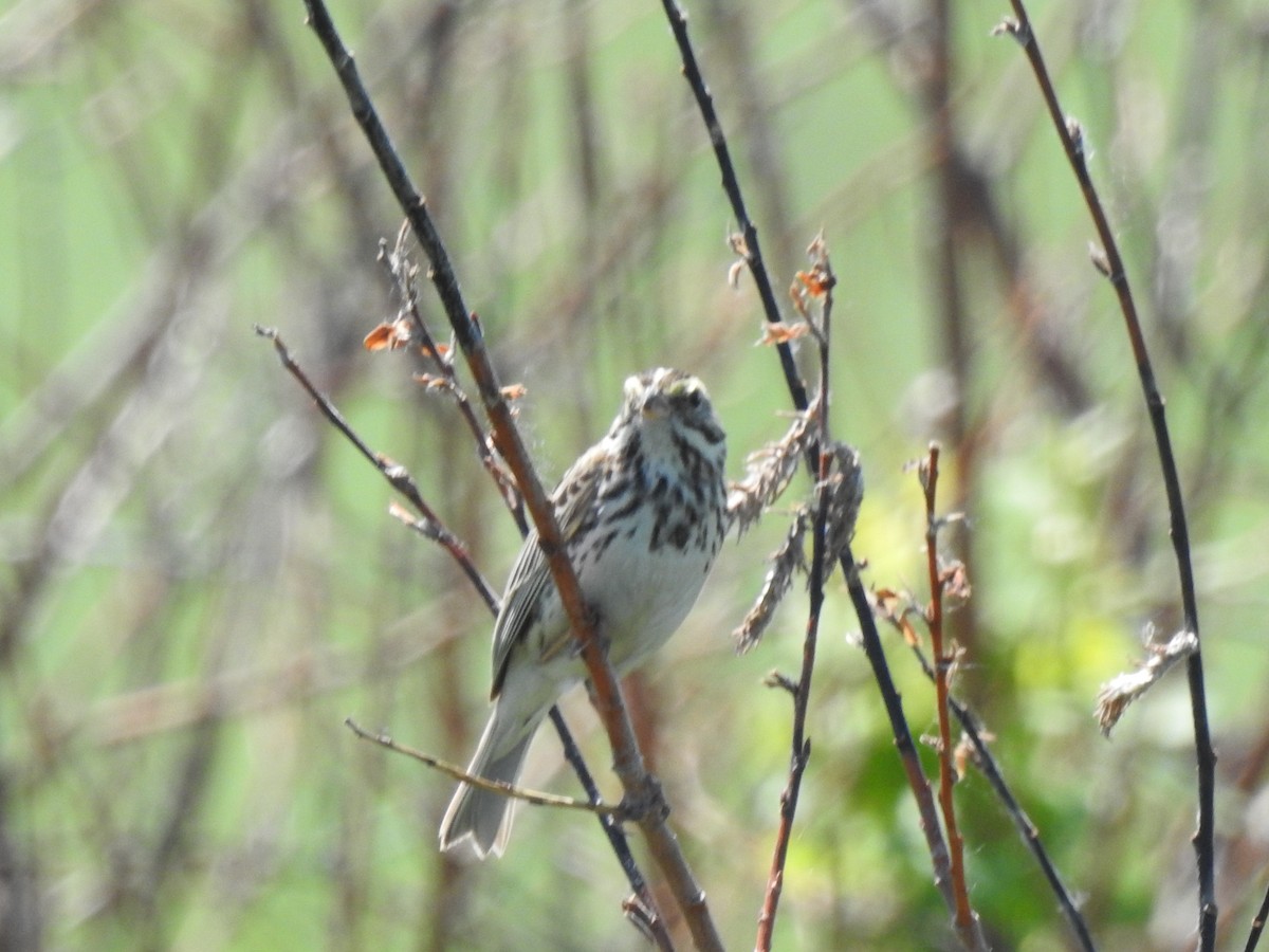 Savannah Sparrow - ML103271801