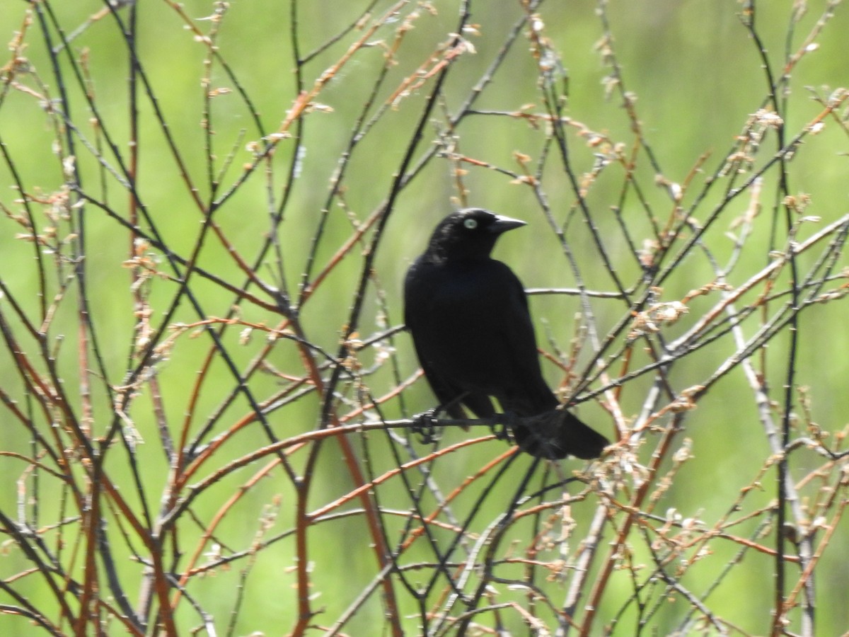 Brewer's Blackbird - ML103271871