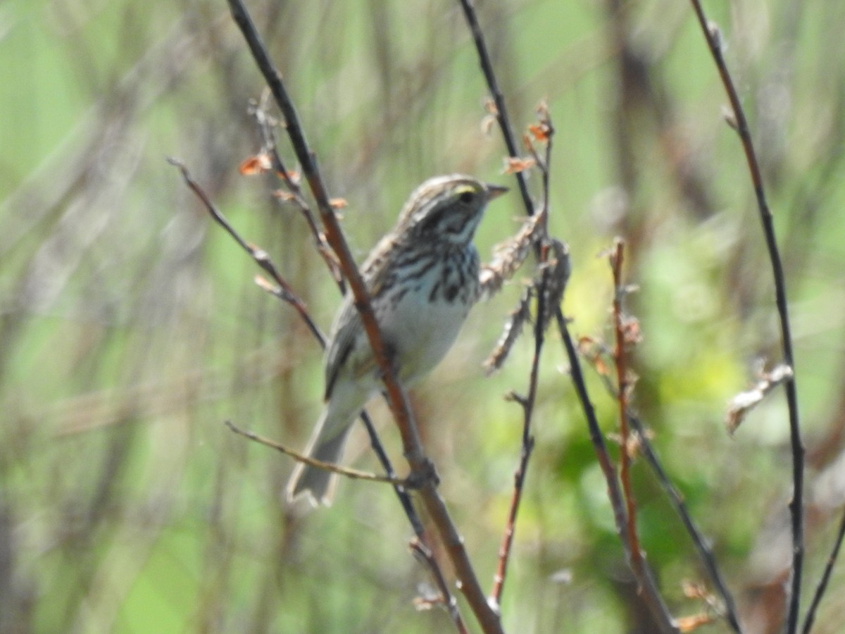 Savannah Sparrow - ML103271991