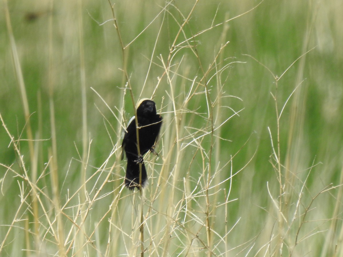 Bobolink - ML103272331