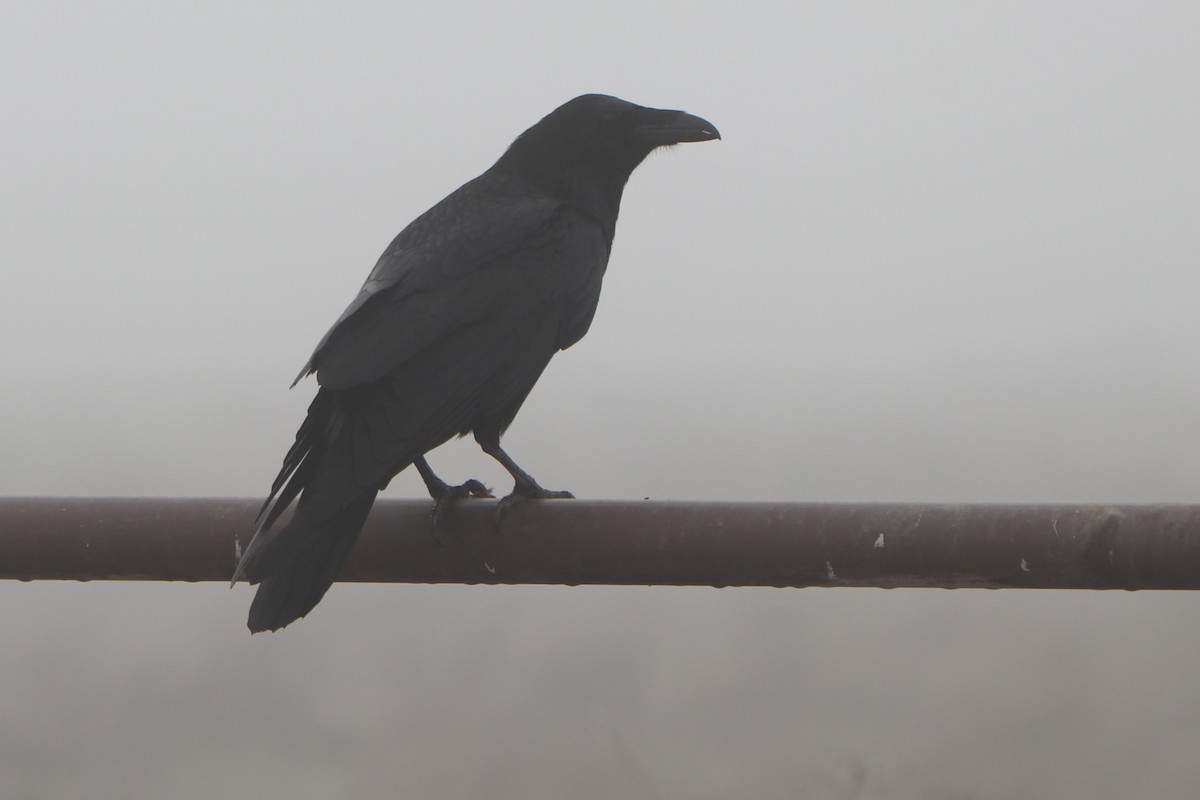 Common Raven - ML103272501