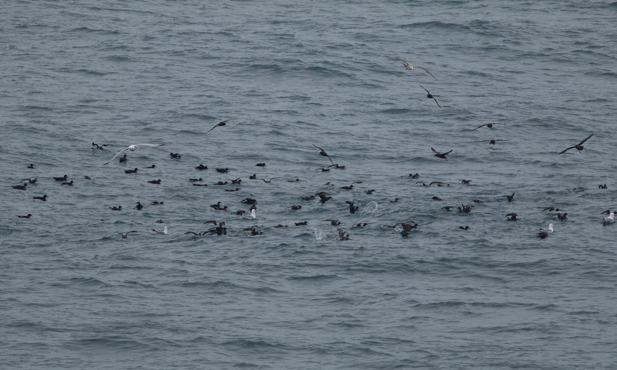 Sooty Shearwater - ML103274271