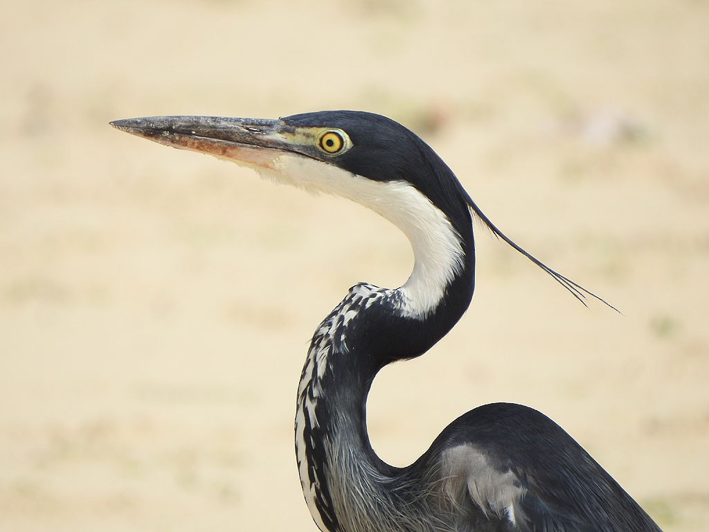 Black-headed Heron - ML103278641