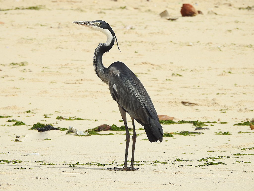 Black-headed Heron - ML103278651