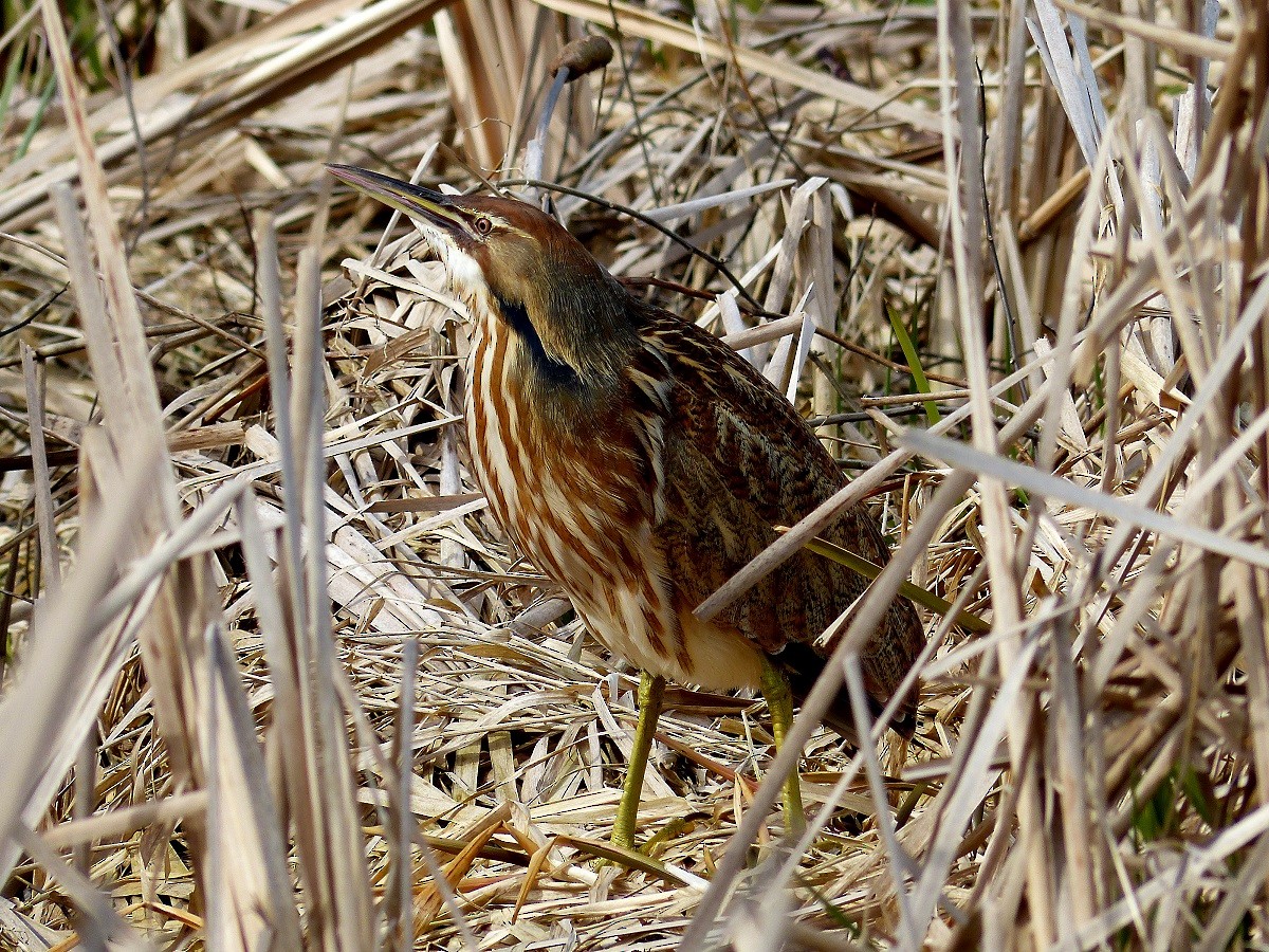 American Bittern - Aziza Cooper