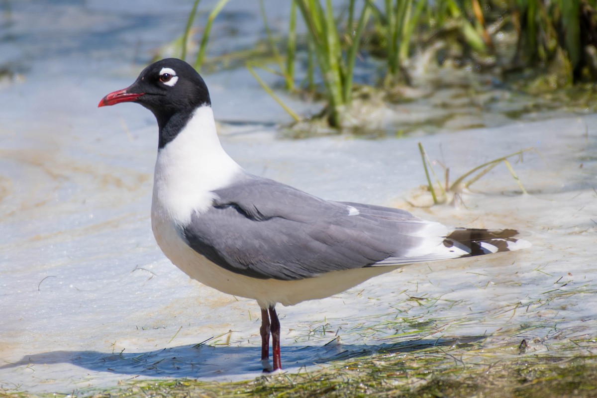 Mouette de Franklin - ML103281011