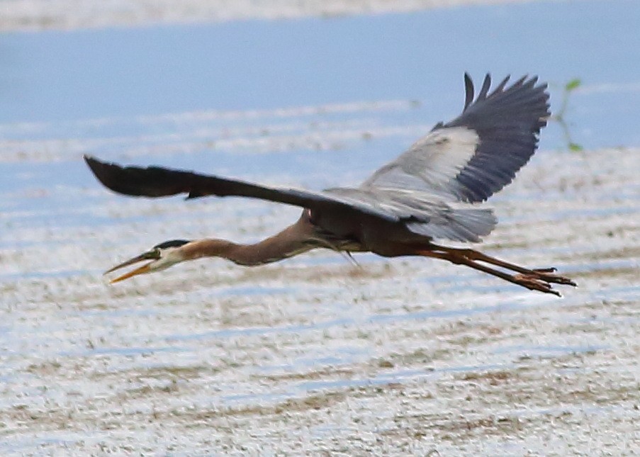 Great Blue Heron - Piming Kuo