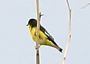 Lesser Goldfinch - Piming Kuo