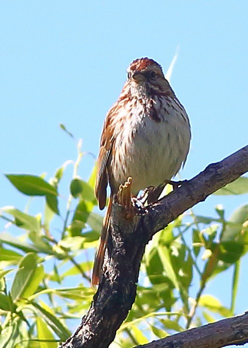 Song Sparrow - ML103288111