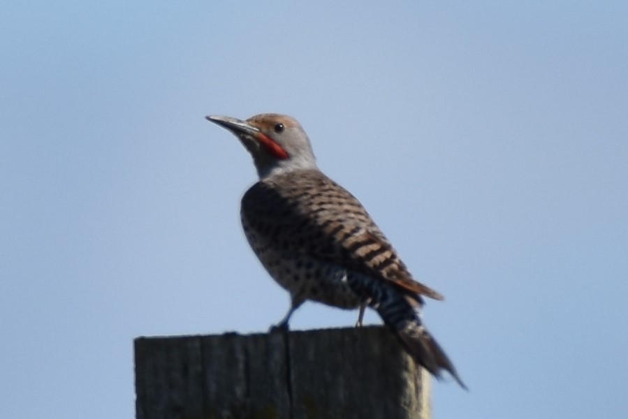 Northern Flicker - ML103288401