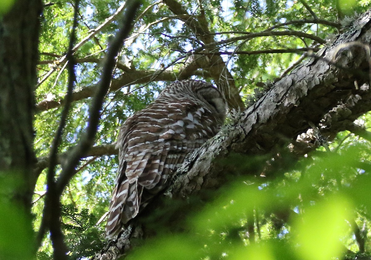 Barred Owl - Kathleen Keef