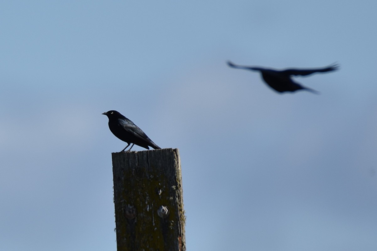 Brewer's Blackbird - ML103288521