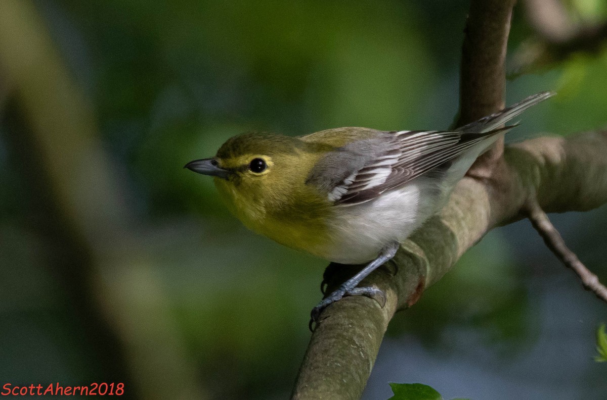 Yellow-throated Vireo - ML103289171