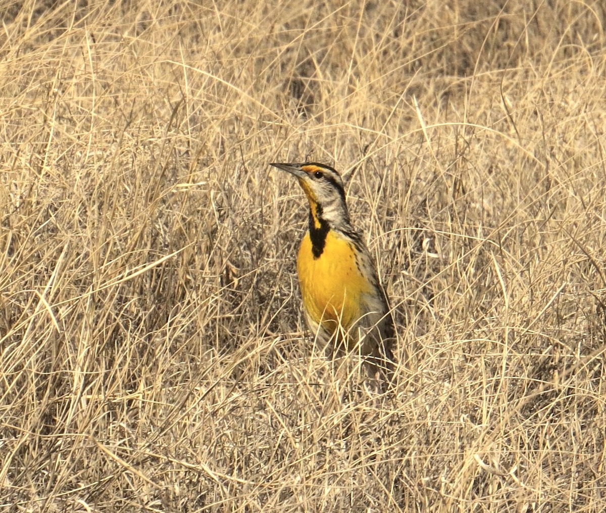 Chihuahuan Meadowlark - Don Burggraf