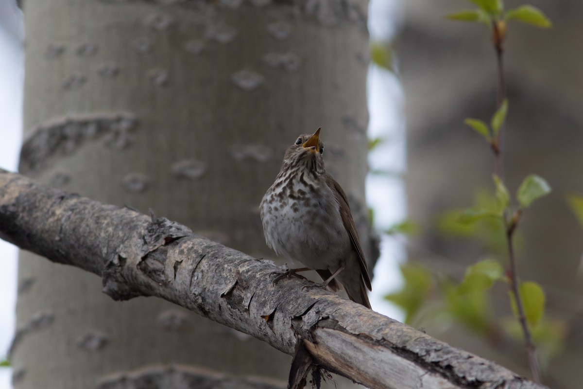 Hermit Thrush - ML103290621