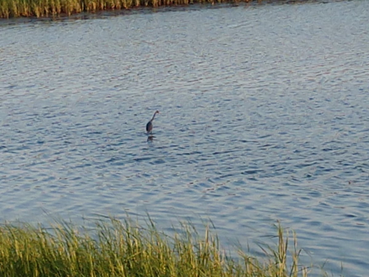 Little Blue Heron - ML103292401