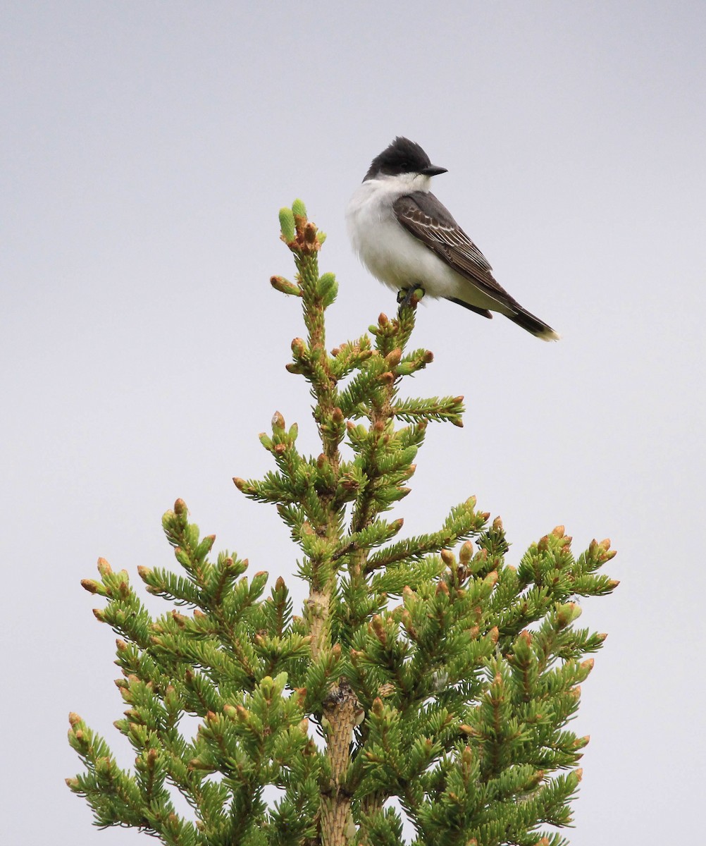 Eastern Kingbird - ML103294131