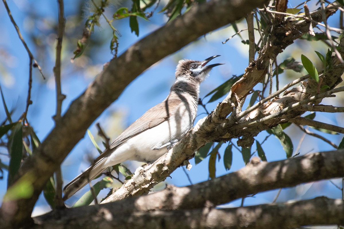 Little Friarbird - ML103294481