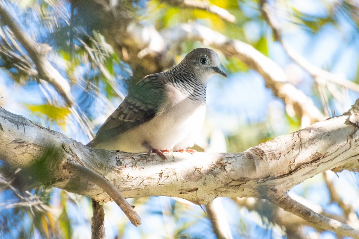 Peaceful Dove - ML103295191