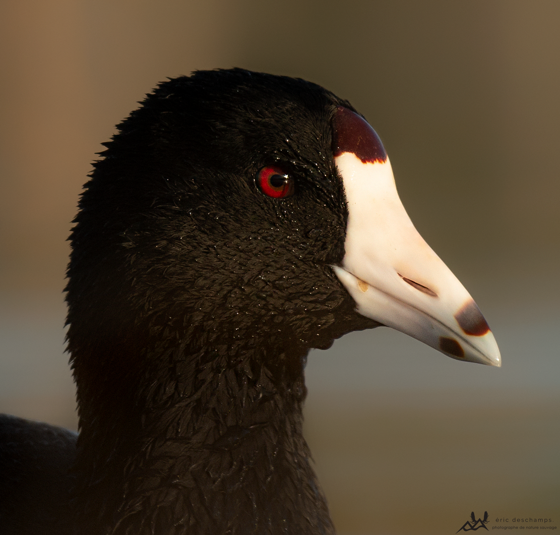 American Coot - ML103295211