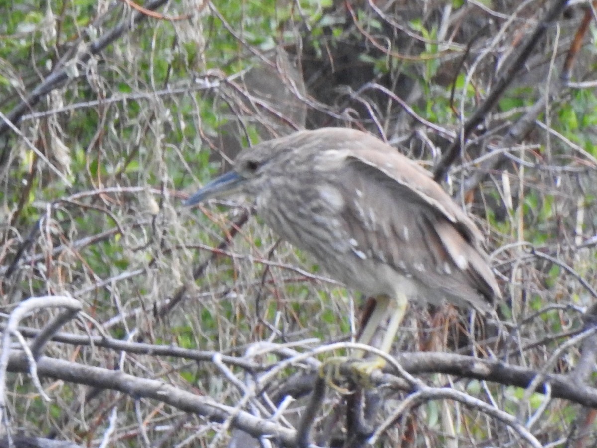 Black-crowned Night Heron - ML103295391