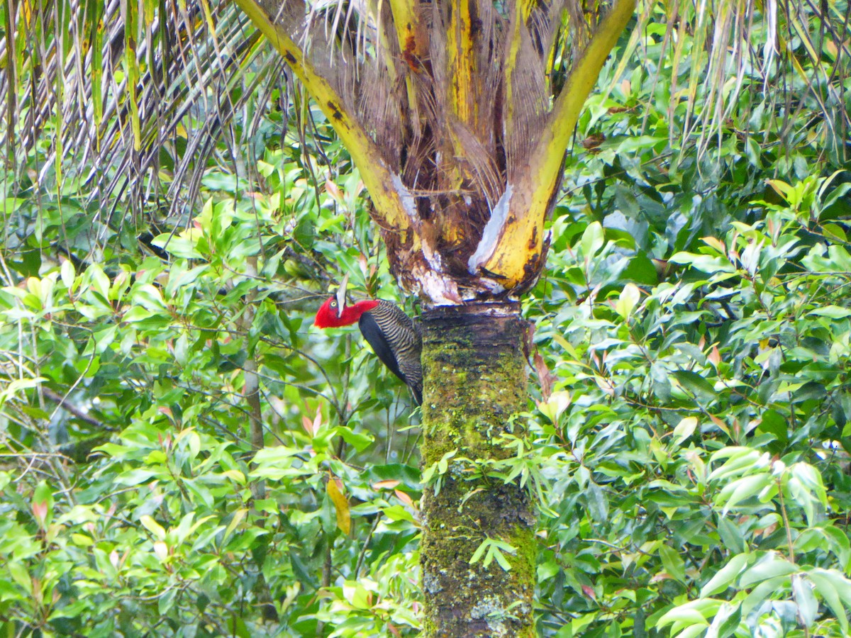 Robust Woodpecker - Pedro Brito