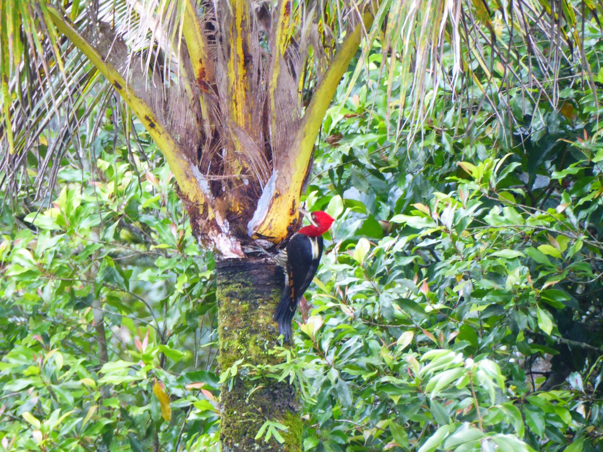 Robust Woodpecker - Pedro Brito