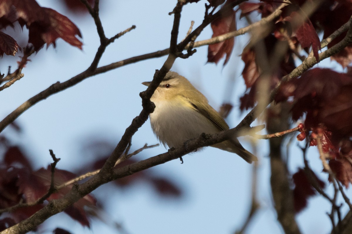 Kızıl Gözlü Vireo - ML103297161