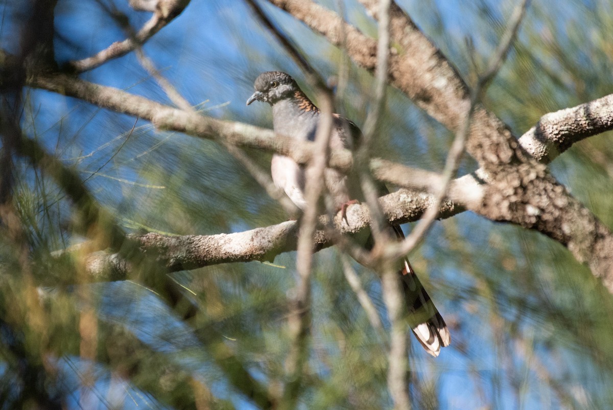 Bar-shouldered Dove - ML103297171