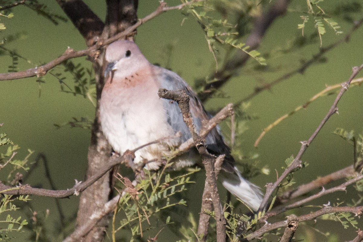 Laughing Dove - ML103297181