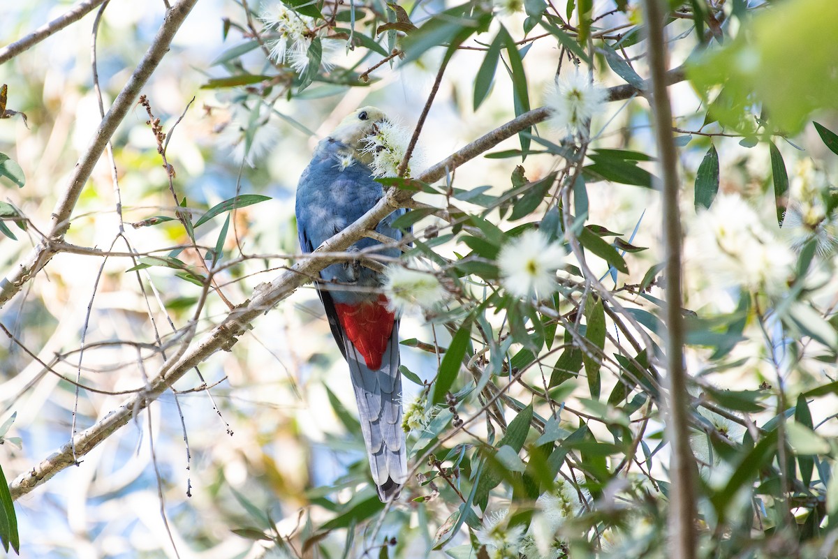 Pale-headed Rosella - ML103297341