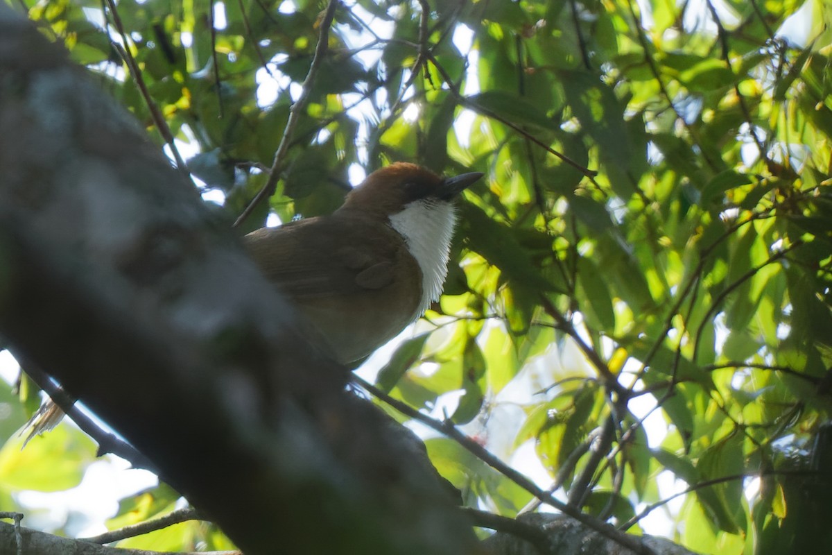 Rufous-crowned Laughingthrush - ML103300271