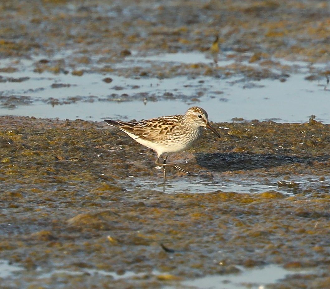 White-rumped Sandpiper - ML103302371