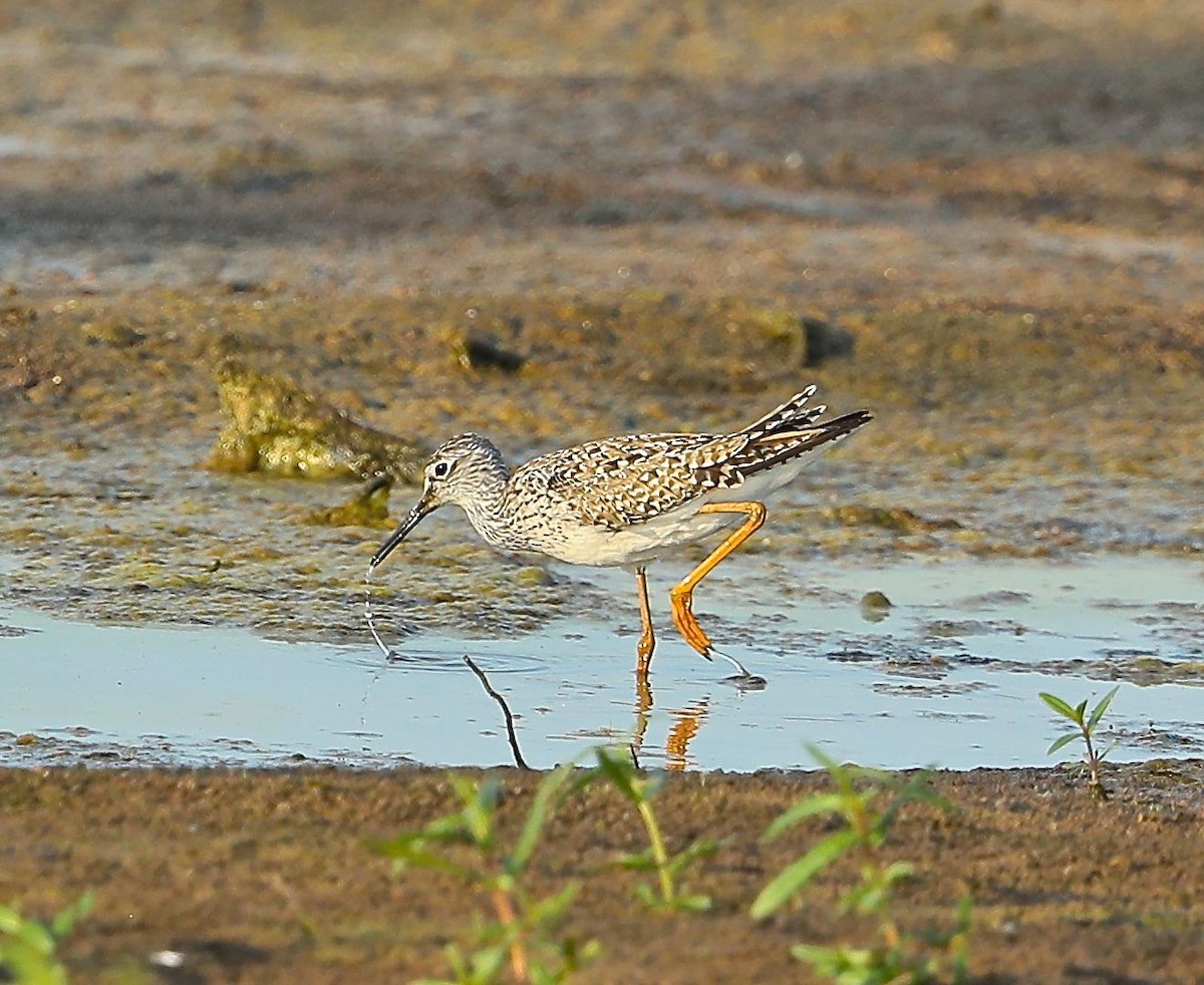 Lesser Yellowlegs - ML103302531