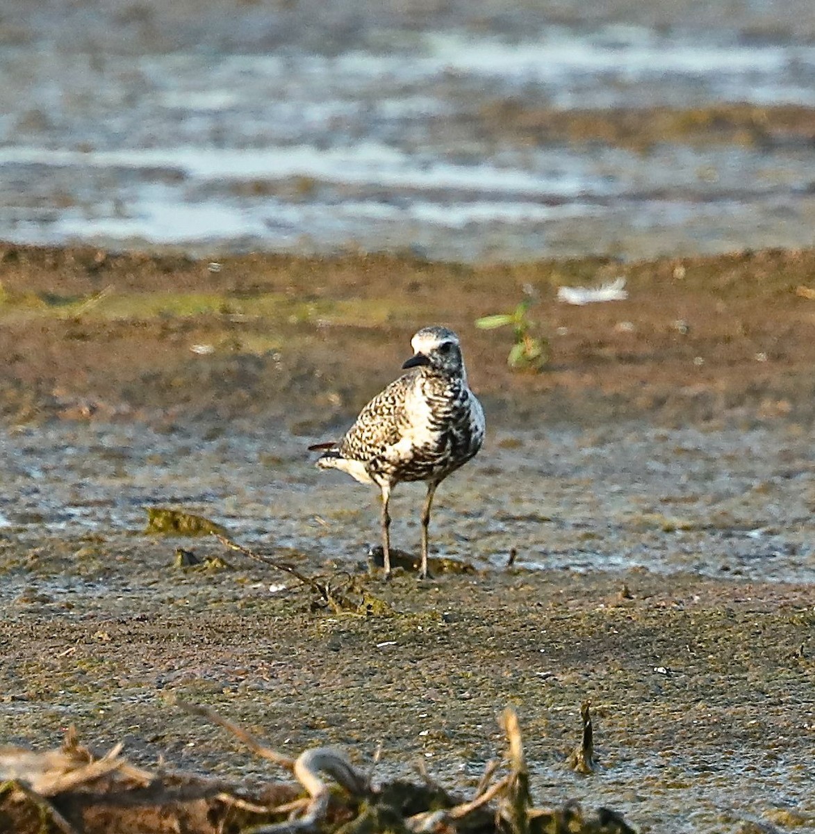 Black-bellied Plover - ML103303591