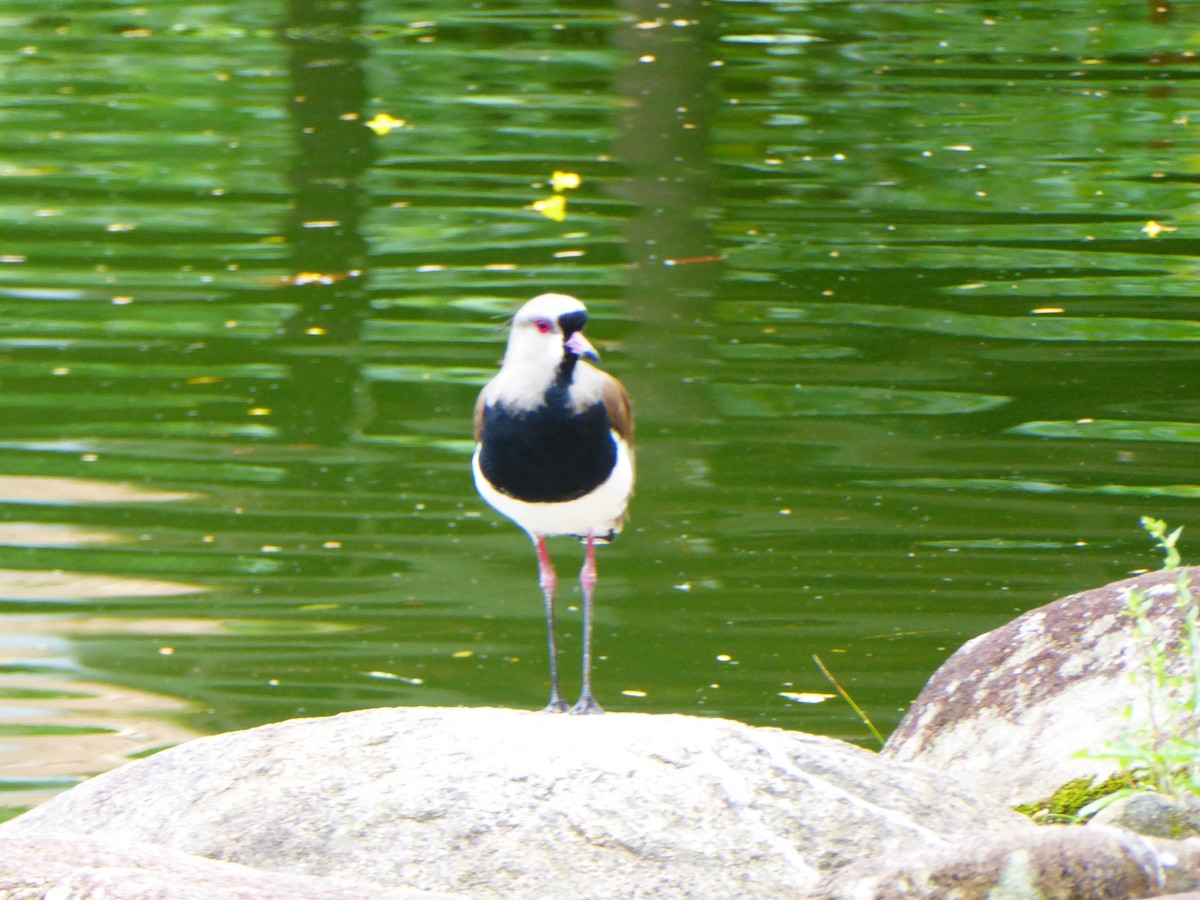 Southern Lapwing - Pedro Brito