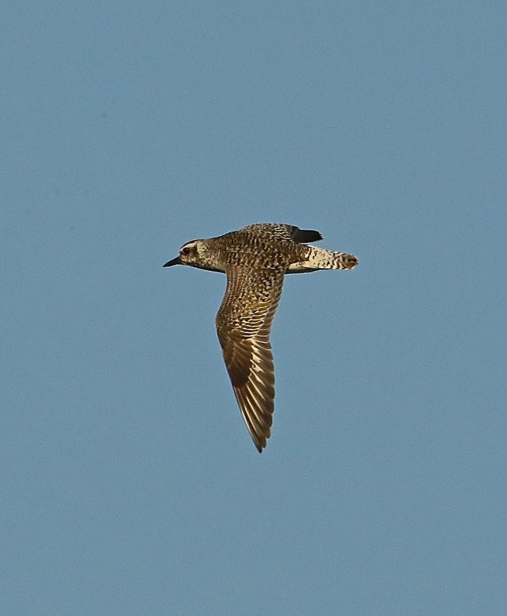 Black-bellied Plover - Charles Lyon