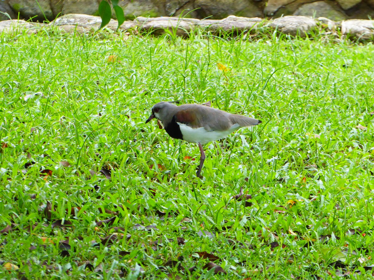 Southern Lapwing - ML103303711