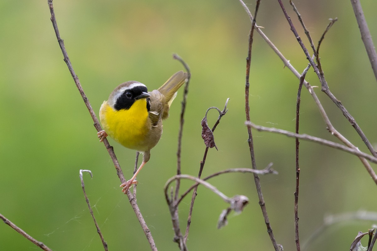 Paruline masquée - ML103304181