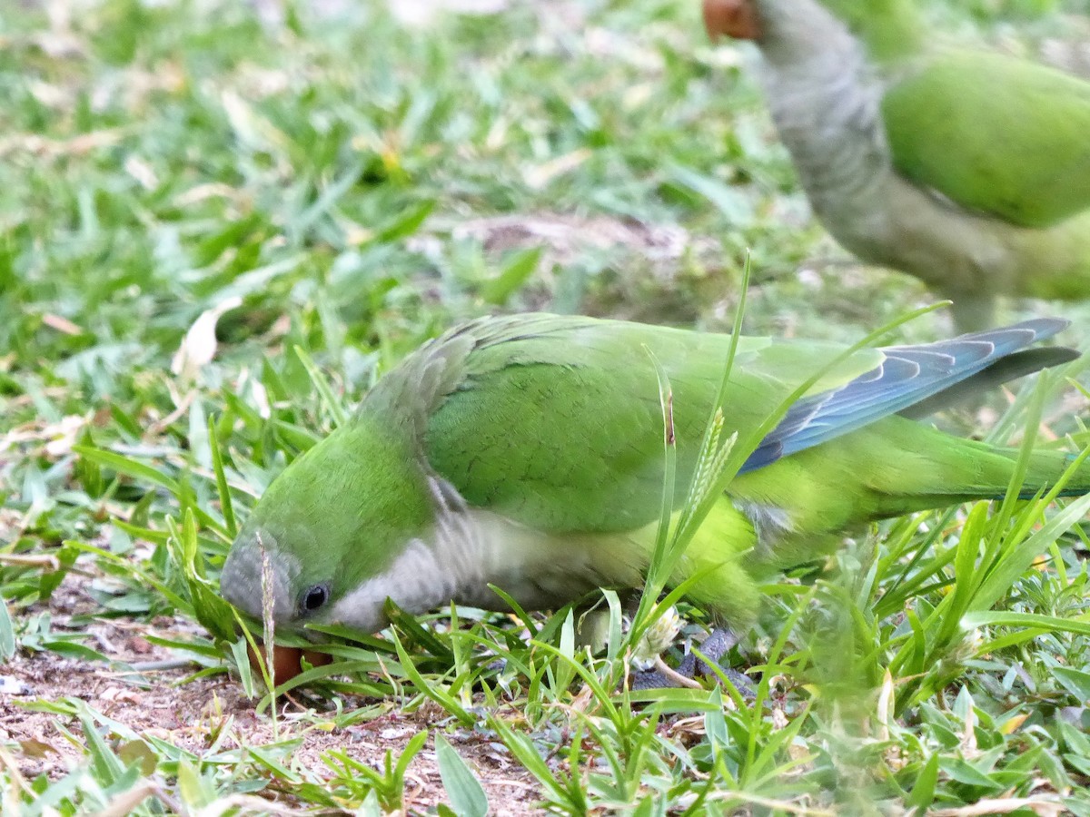 Monk Parakeet - ML103304301