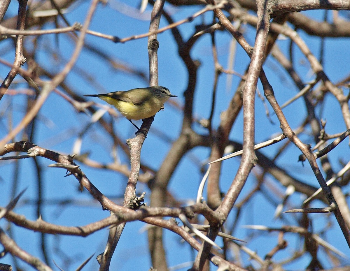 Yellow-rumped Thornbill - ML103305211