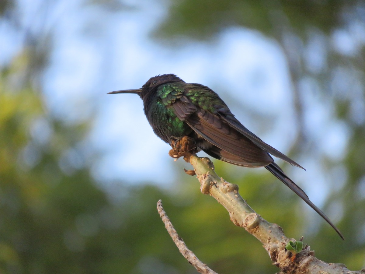 Swallow-tailed Hummingbird - Pedro Brito