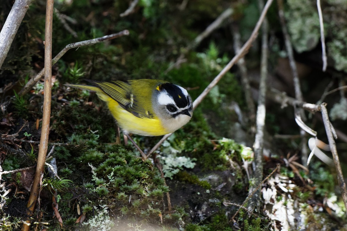 Flamecrest - Anonymous