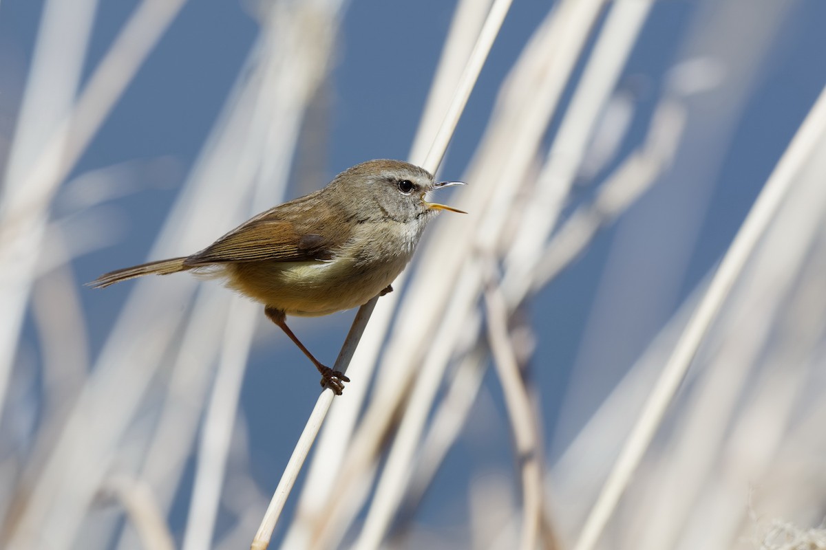 Yellowish-bellied Bush Warbler - Anonymous