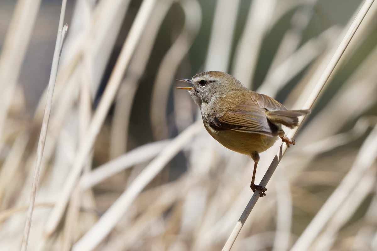 Yellowish-bellied Bush Warbler - Anonymous