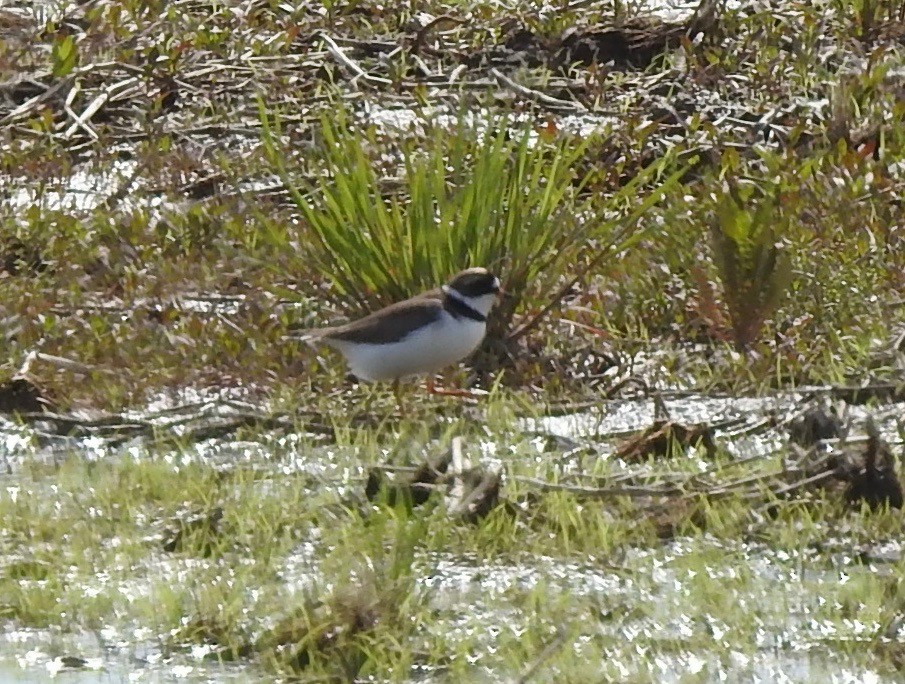Semipalmated Plover - ML103307311