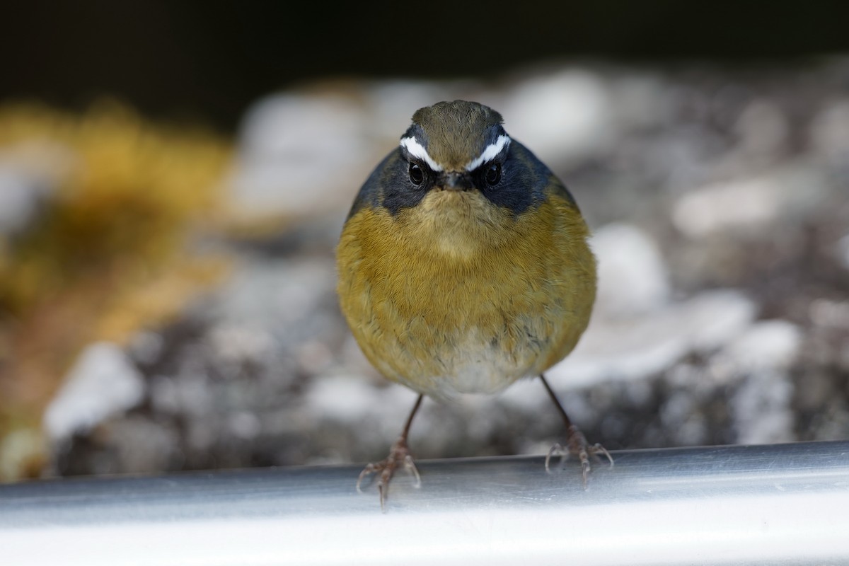 White-browed Bush-Robin - Anonymous