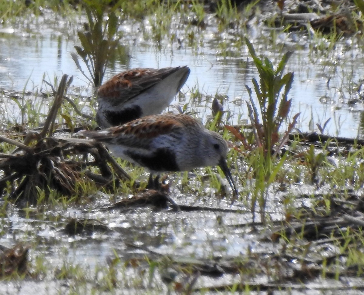 Bécasseau variable - ML103307761